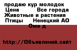 продаю кур молодок. › Цена ­ 320 - Все города Животные и растения » Птицы   . Ненецкий АО,Ома д.